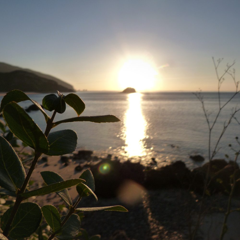 Pôr do sol sobre o mar entre a vegetação