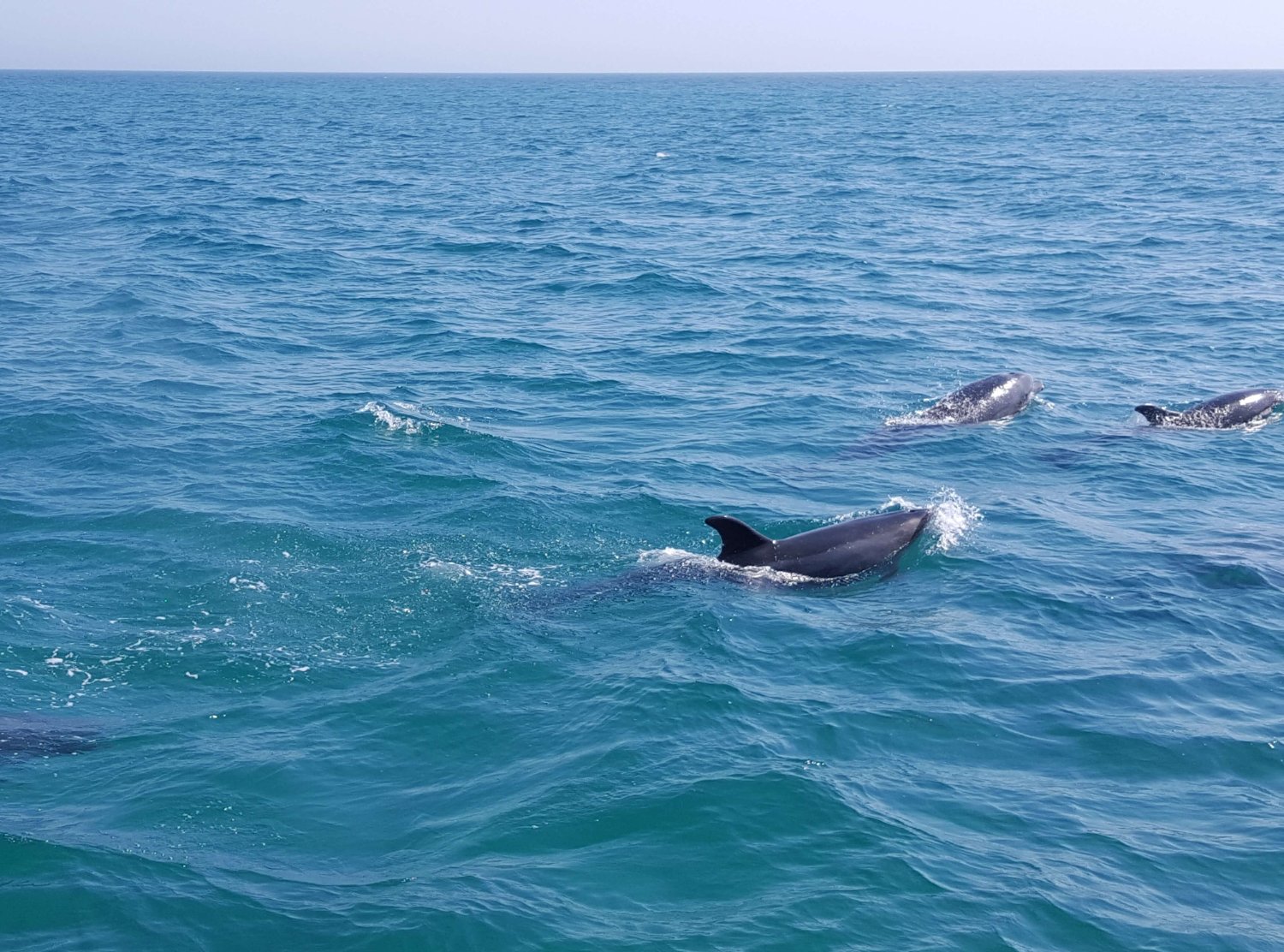 Golfinhos em mar aberto ao largo da costa
