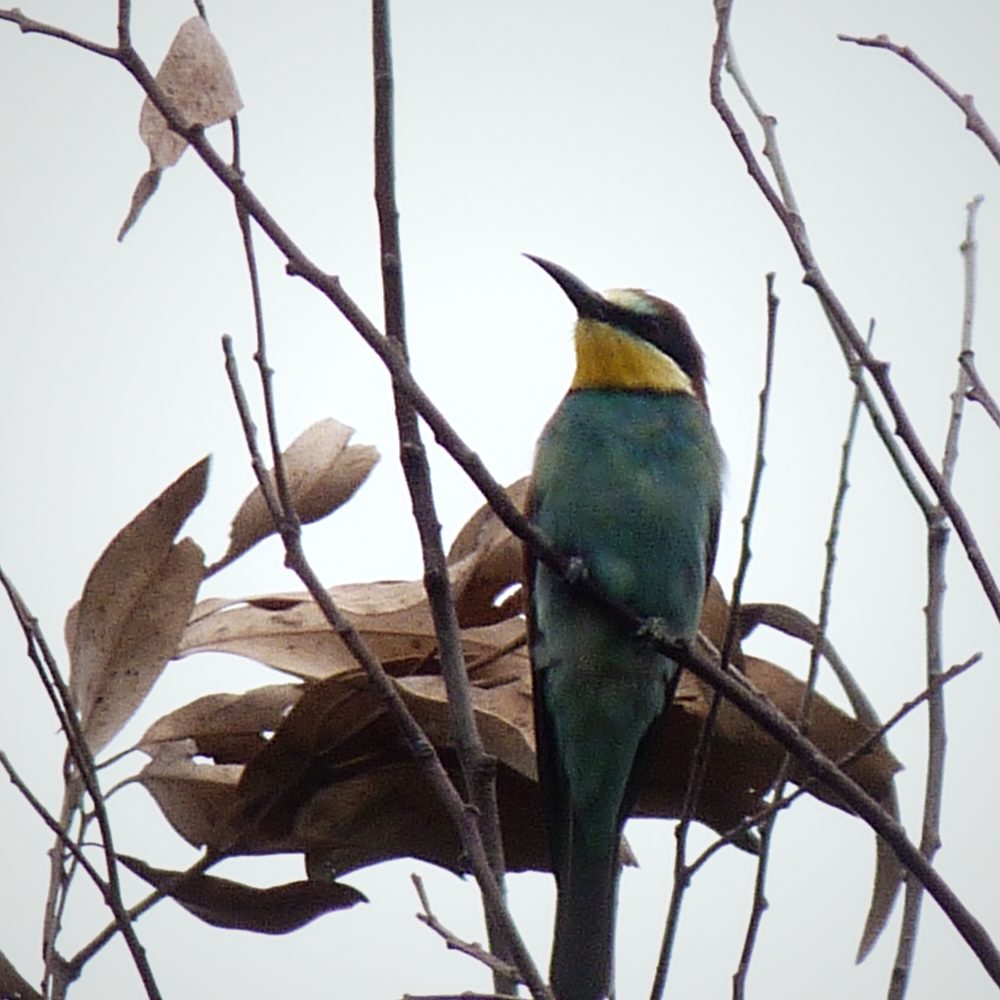Abelharuco pousado num ramo, observação de aves