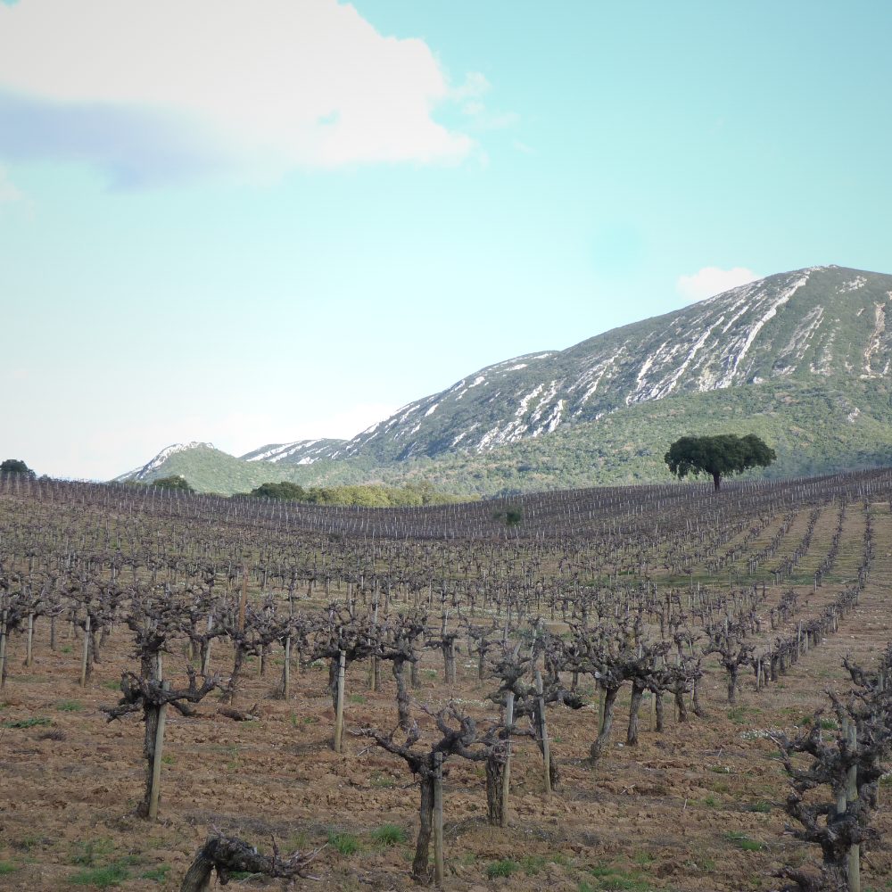 Vinhas velhas com a serra ao fundo