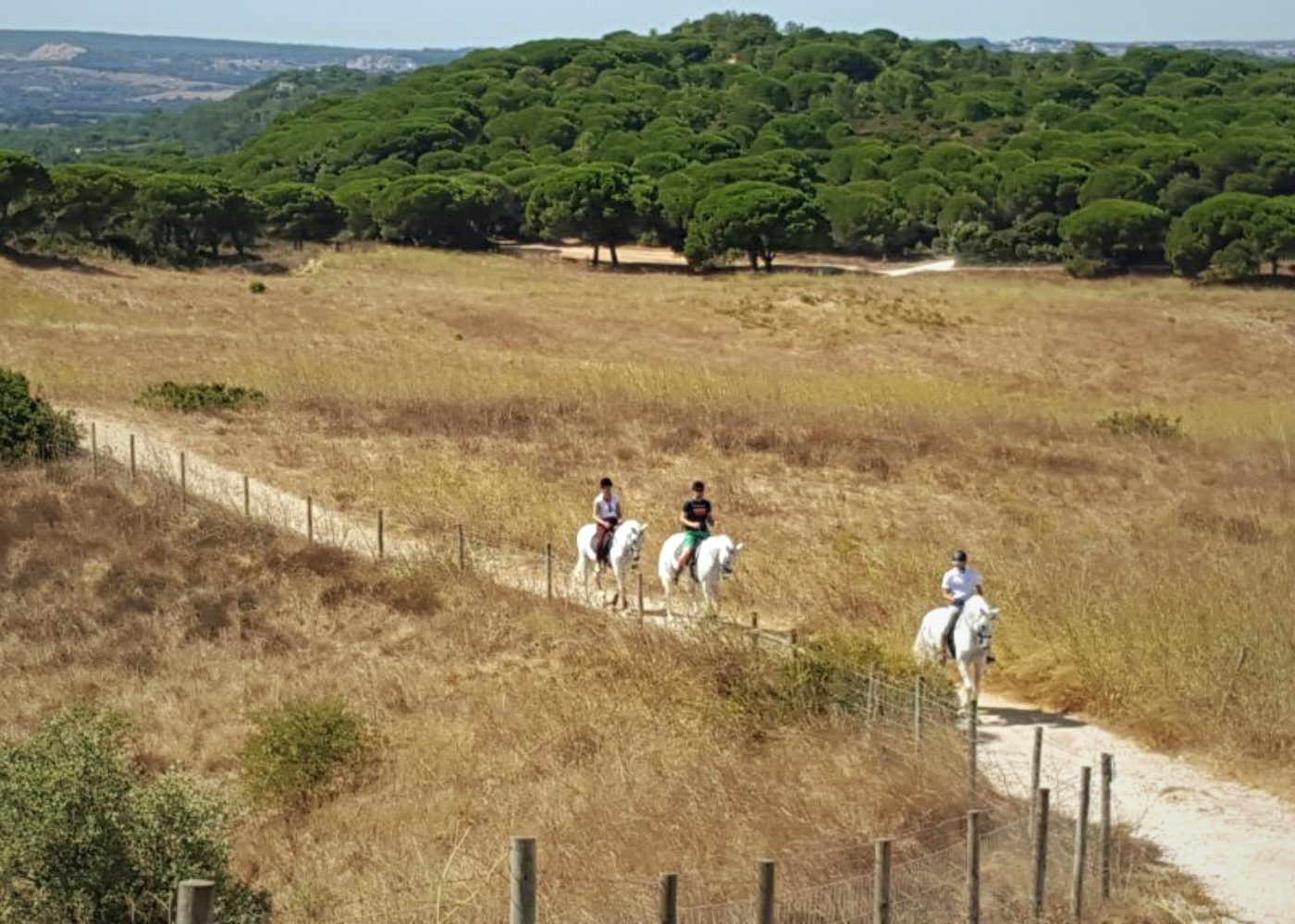 Paisagem de herdade e pinhal no Alentejo litoral